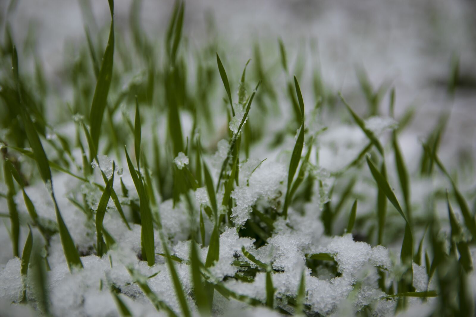Canon EOS 77D (EOS 9000D / EOS 770D) sample photo. Grass, snow, meadow photography