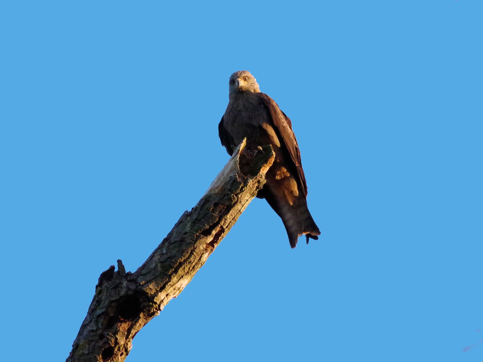 Pentax K-70 sample photo. Black milan, bird of photography