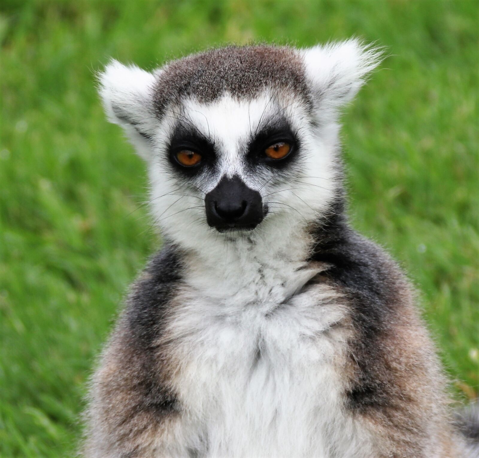Canon EOS 760D (EOS Rebel T6s / EOS 8000D) sample photo. Lemur, madagascar, monkey photography