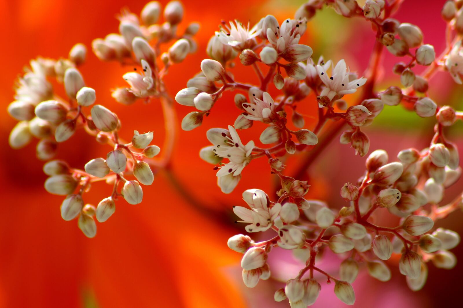 Canon EOS 600D (Rebel EOS T3i / EOS Kiss X5) sample photo. Flowers, white, orange photography