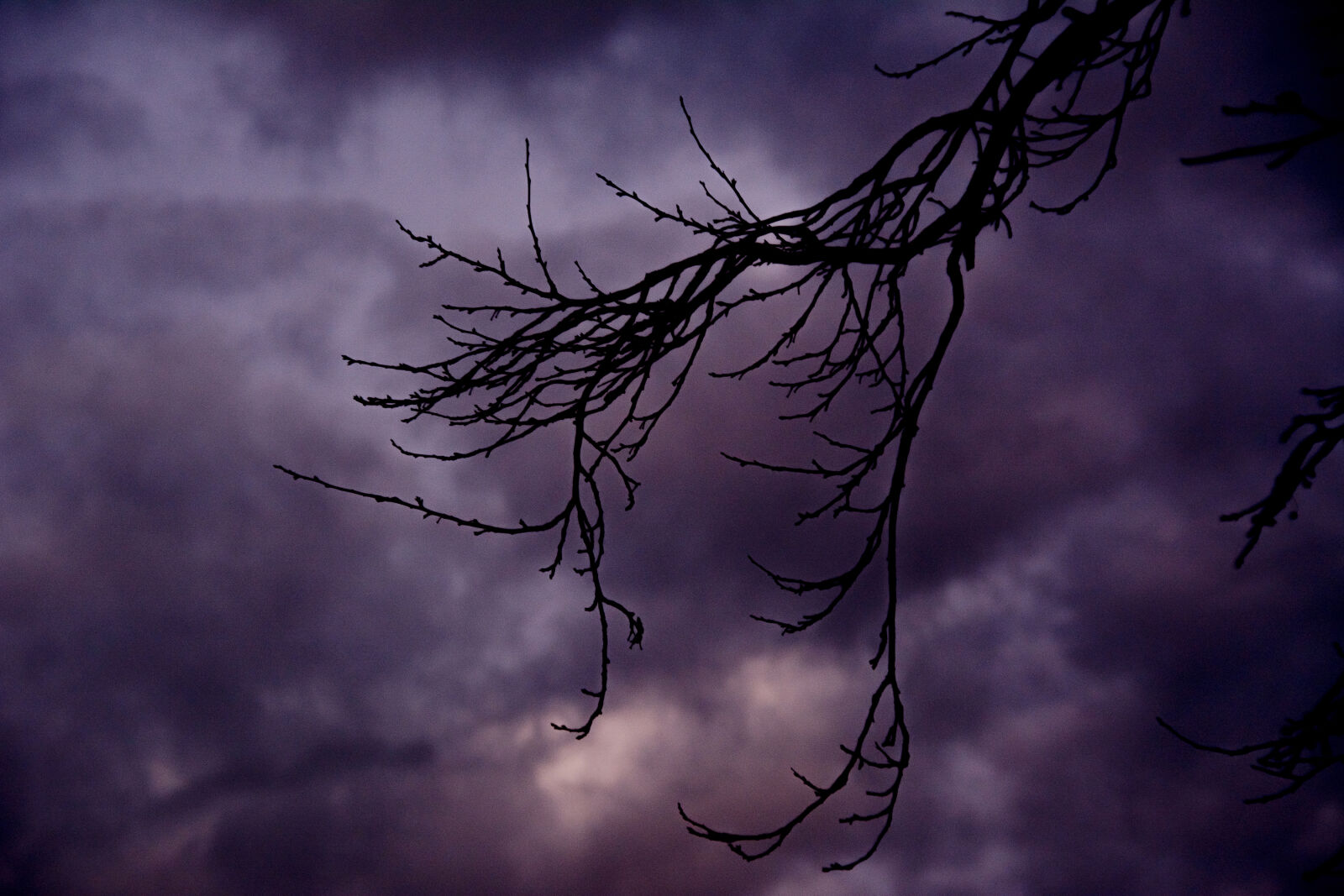 Nikon D7100 sample photo. Bony, branch photography