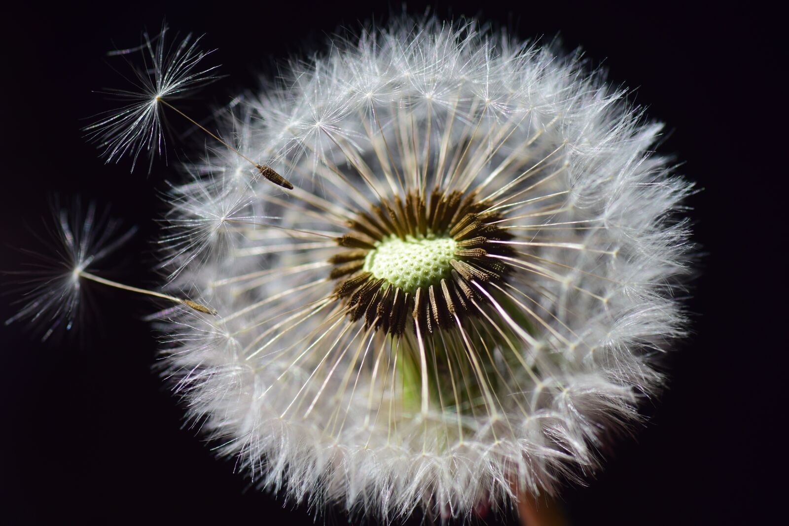Nikon D3300 sample photo. Dandelion, seeds, flower photography