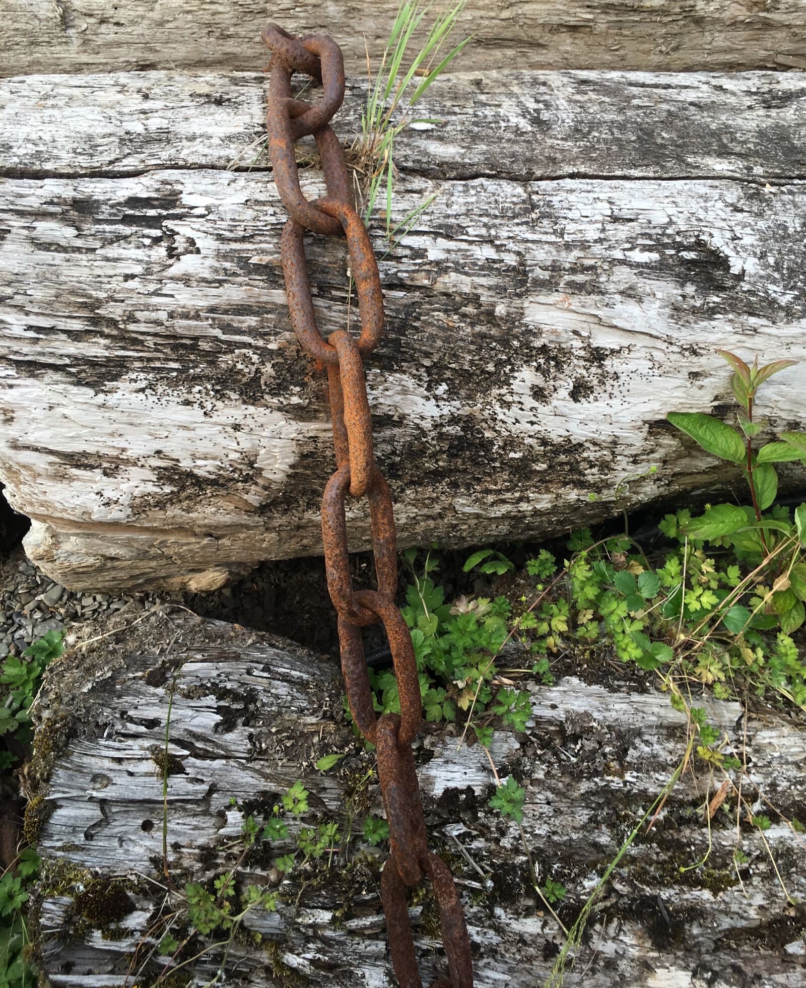 Apple iPhone 6s Plus sample photo. Wood, nature, tree photography