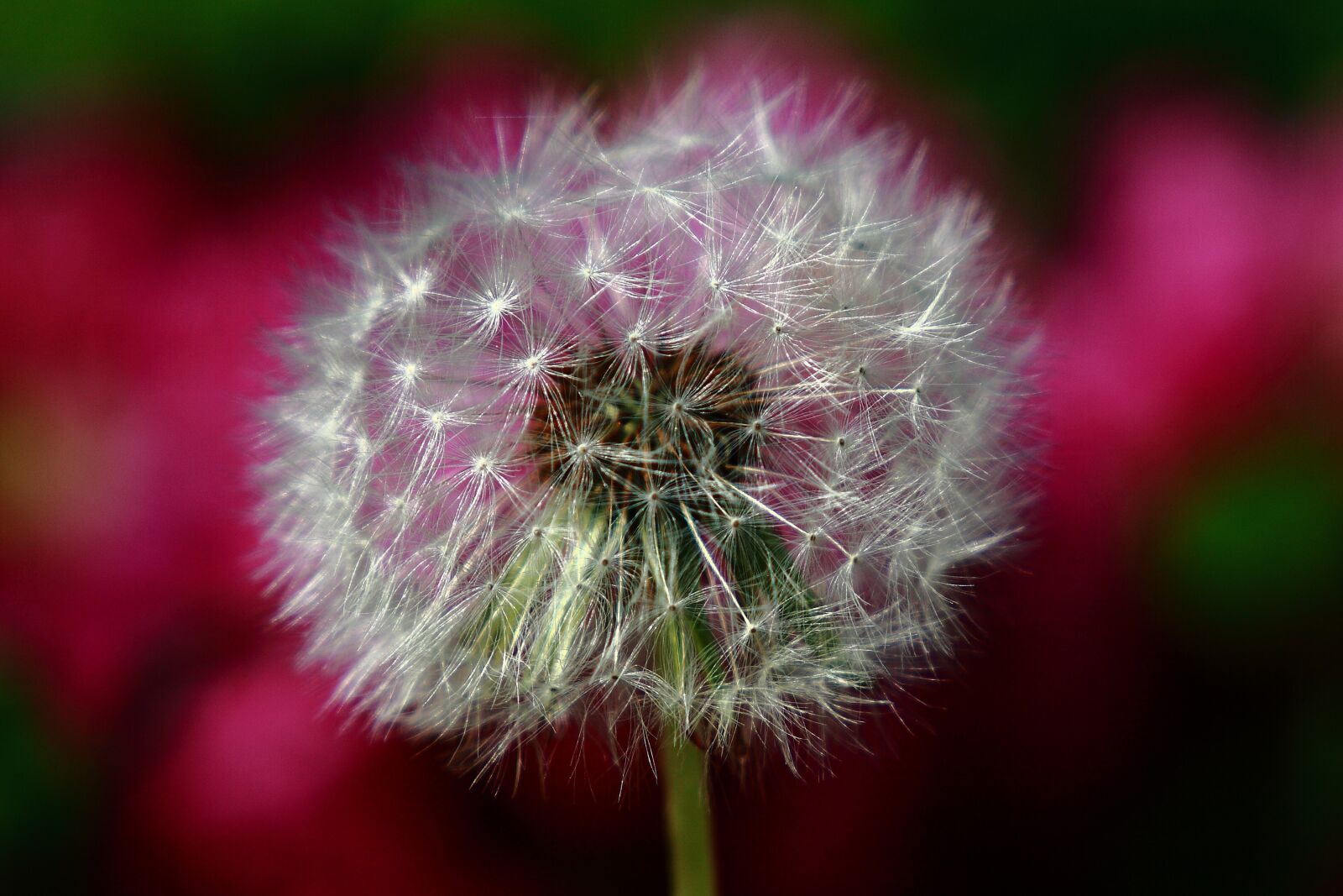 Canon EOS 5D Mark II sample photo. Flowers, dandelion bunch, plants photography