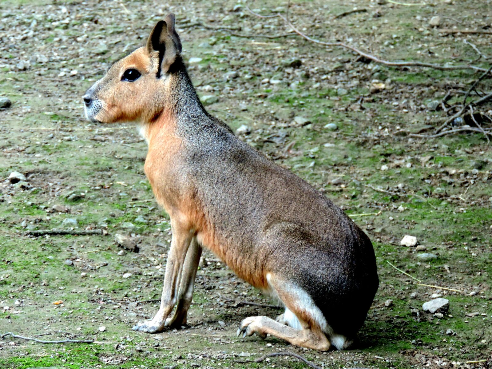 Nikon Coolpix P520 sample photo. Mara, patagonian mara, rodent photography