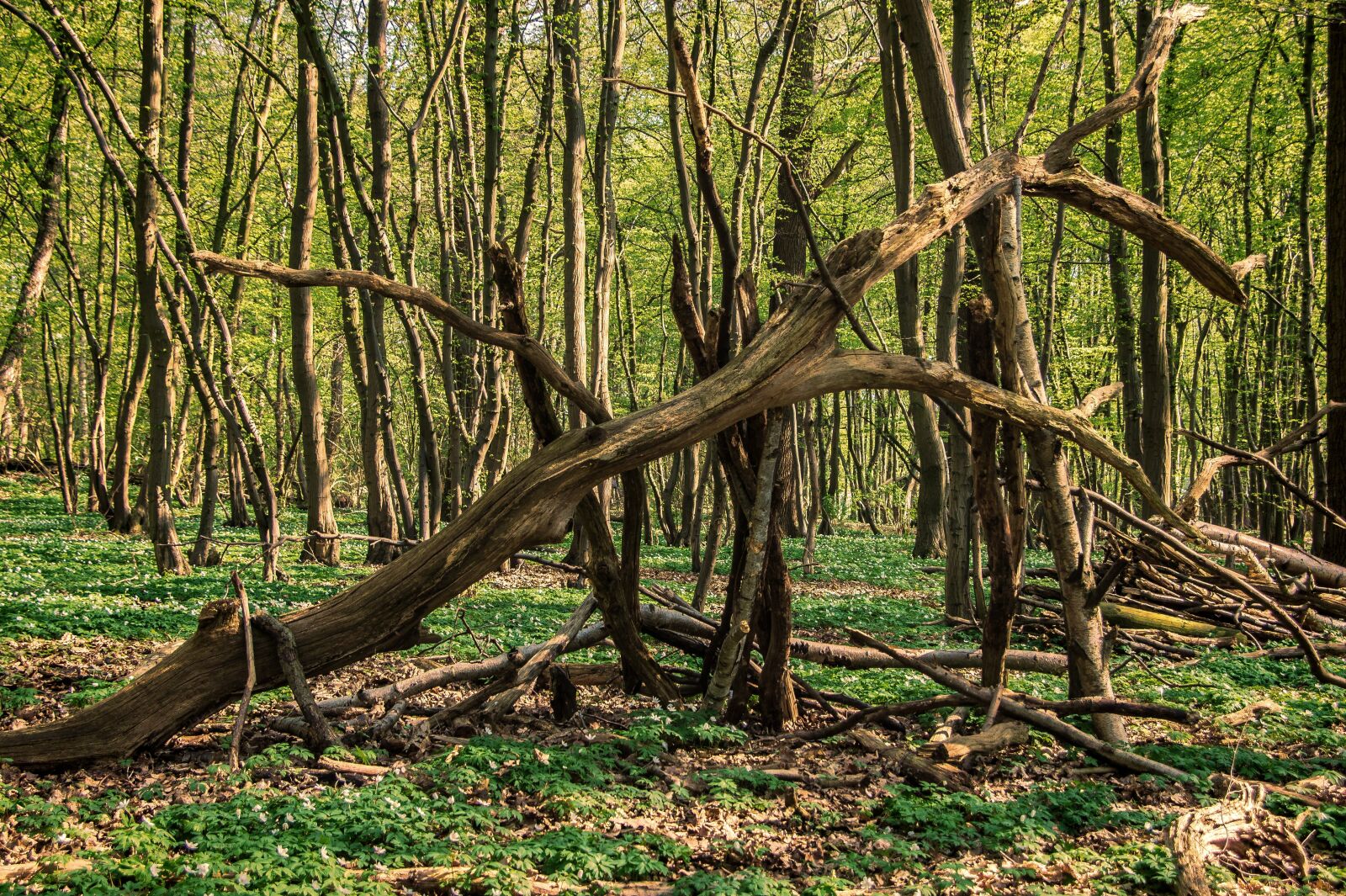 Sony Alpha DSLR-A550 sample photo. Forest, wood, nature photography