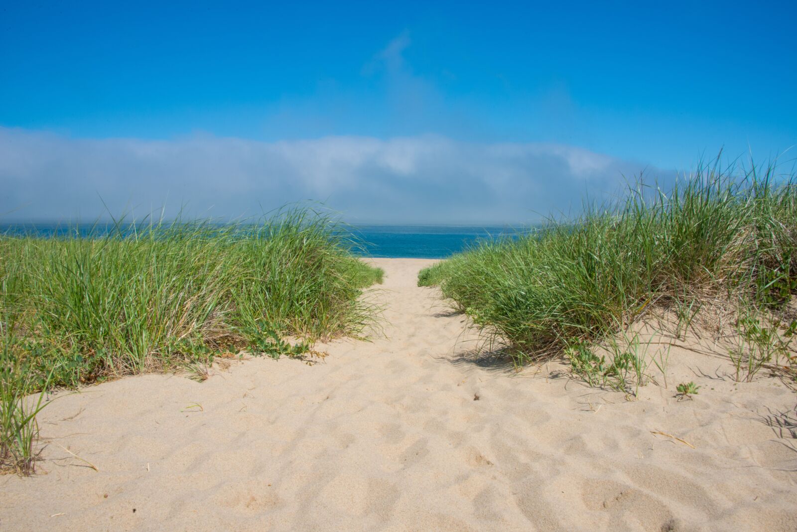 Nikon D800 sample photo. Beach, grass, green photography