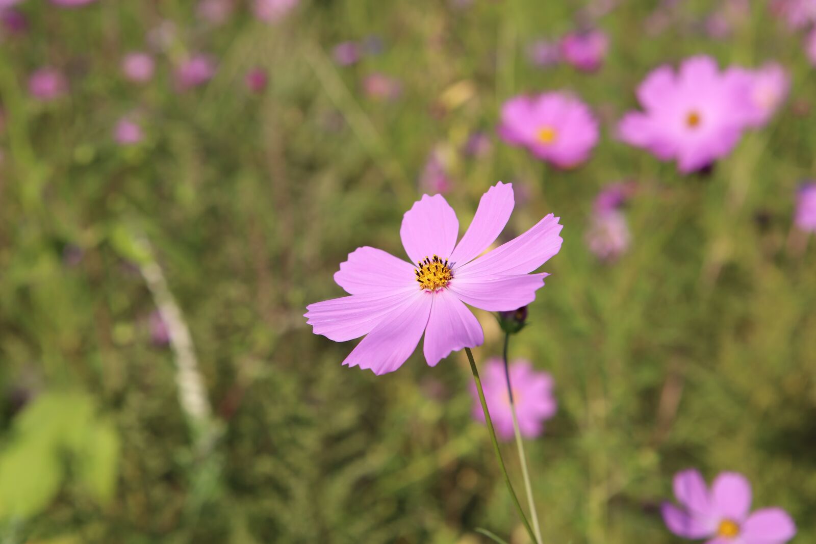 Canon EF 24-70mm F2.8L USM sample photo. Cosmos, the, landscape photography