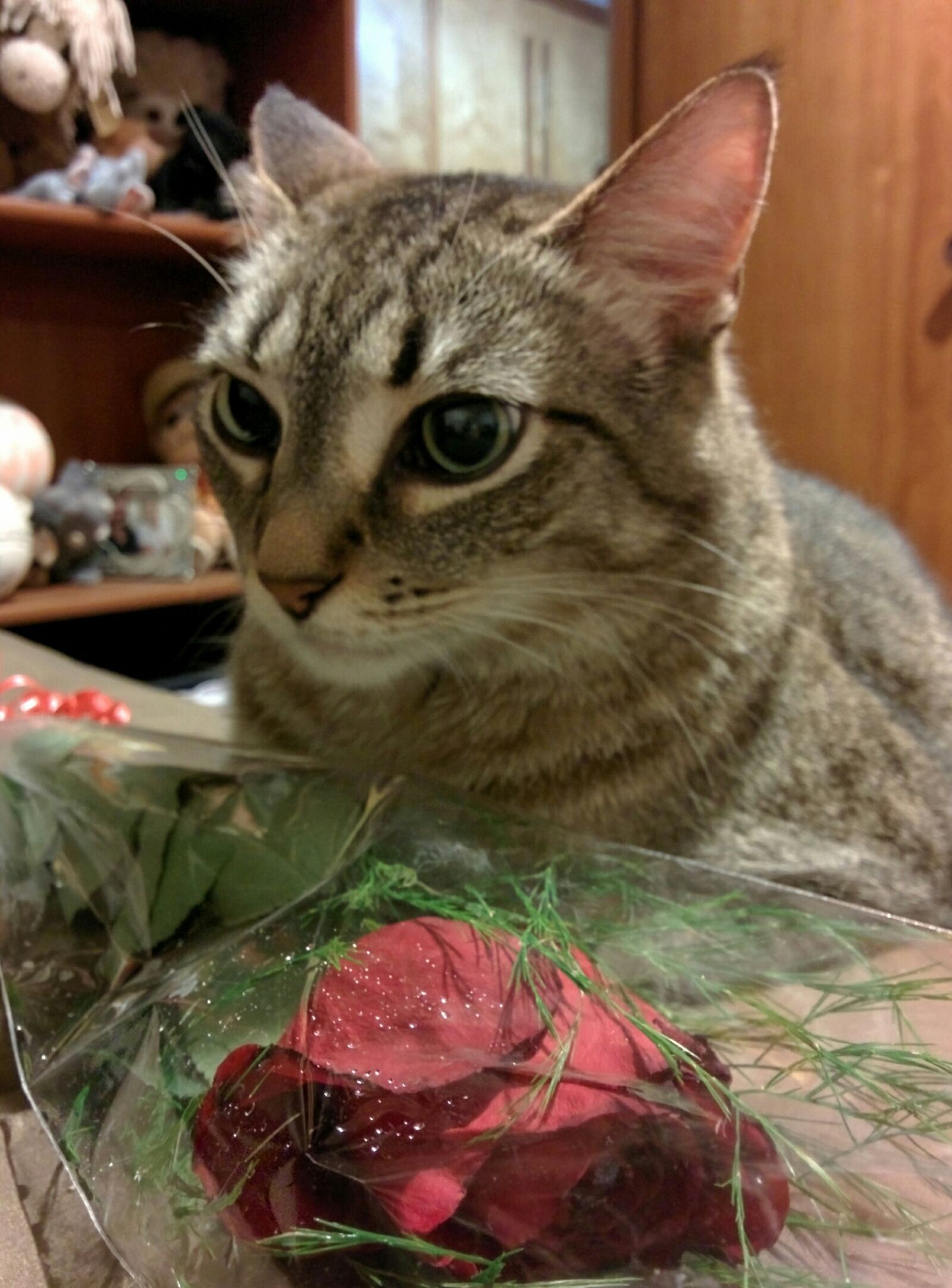 LG Nexus 5 sample photo. Close, up, of, cat photography