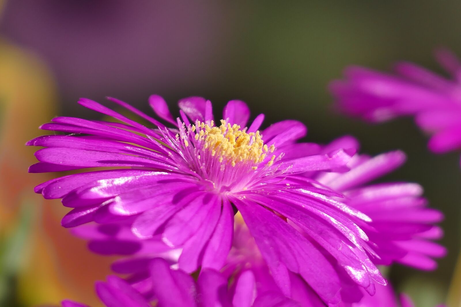 Panasonic Lumix DMC-FZ1000 sample photo. Ice plant, flower, summer photography