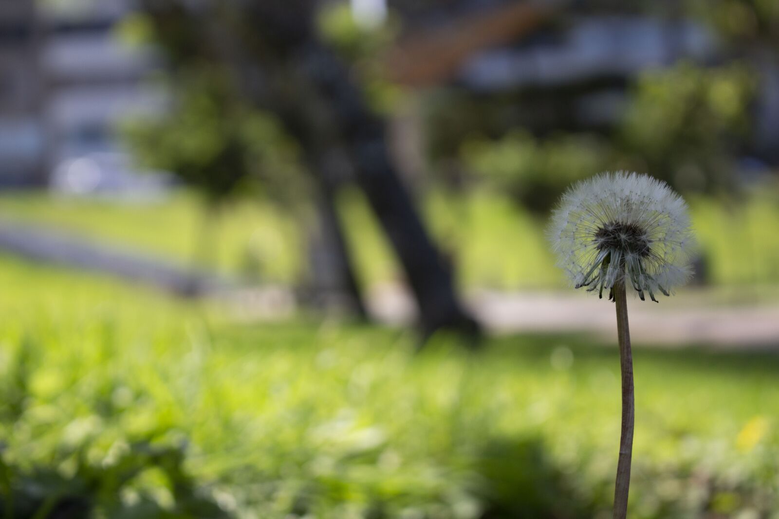 Canon EOS 700D (EOS Rebel T5i / EOS Kiss X7i) sample photo. Plant, green, dandelion photography