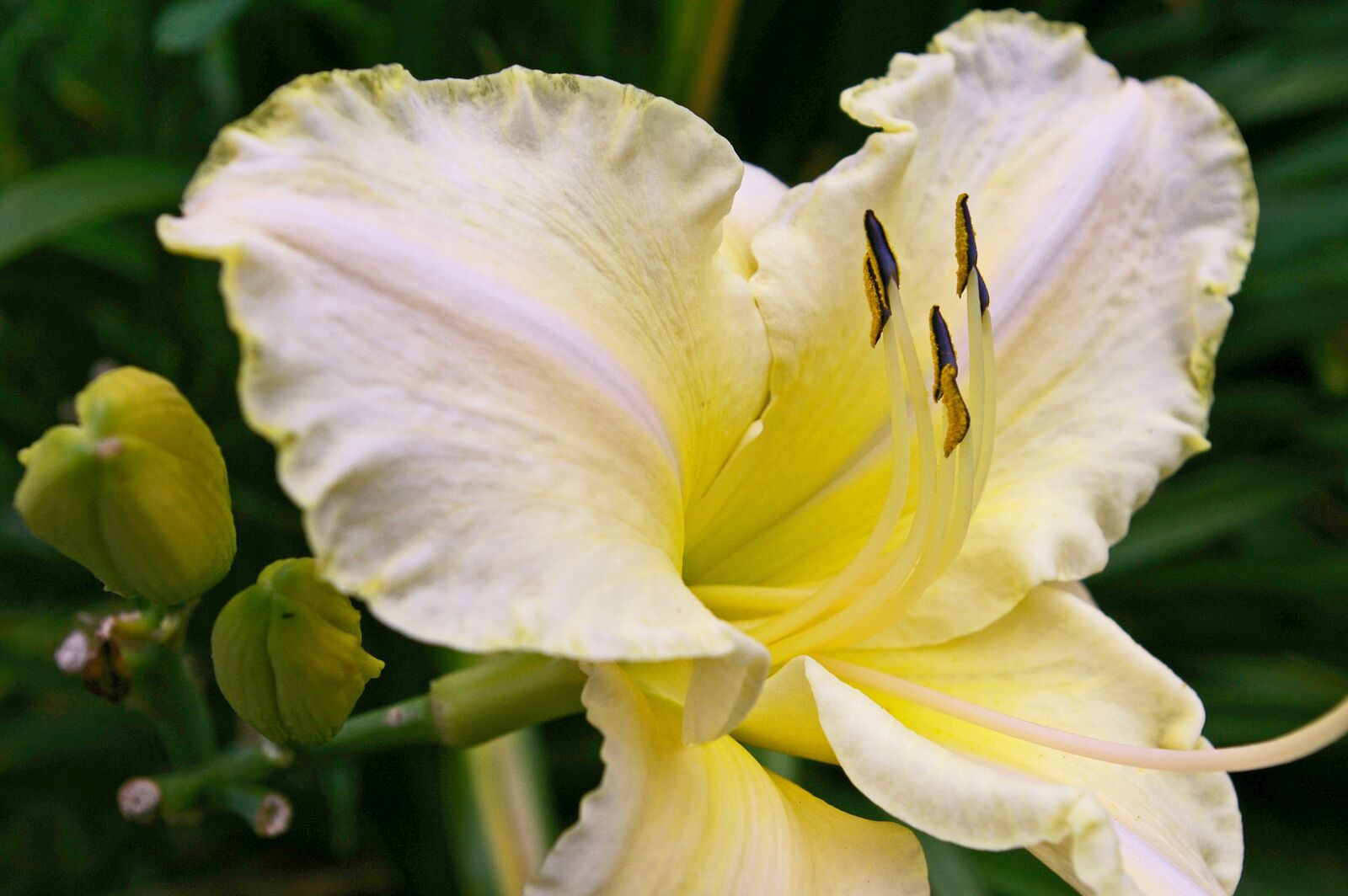 Pentax *ist DL2 sample photo. Daylily, blossom, bloom photography