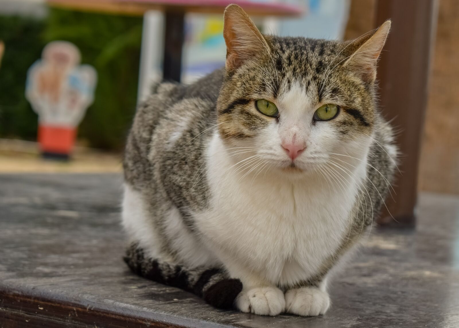 Nikon D3300 sample photo. Cat, stray, outdoors photography