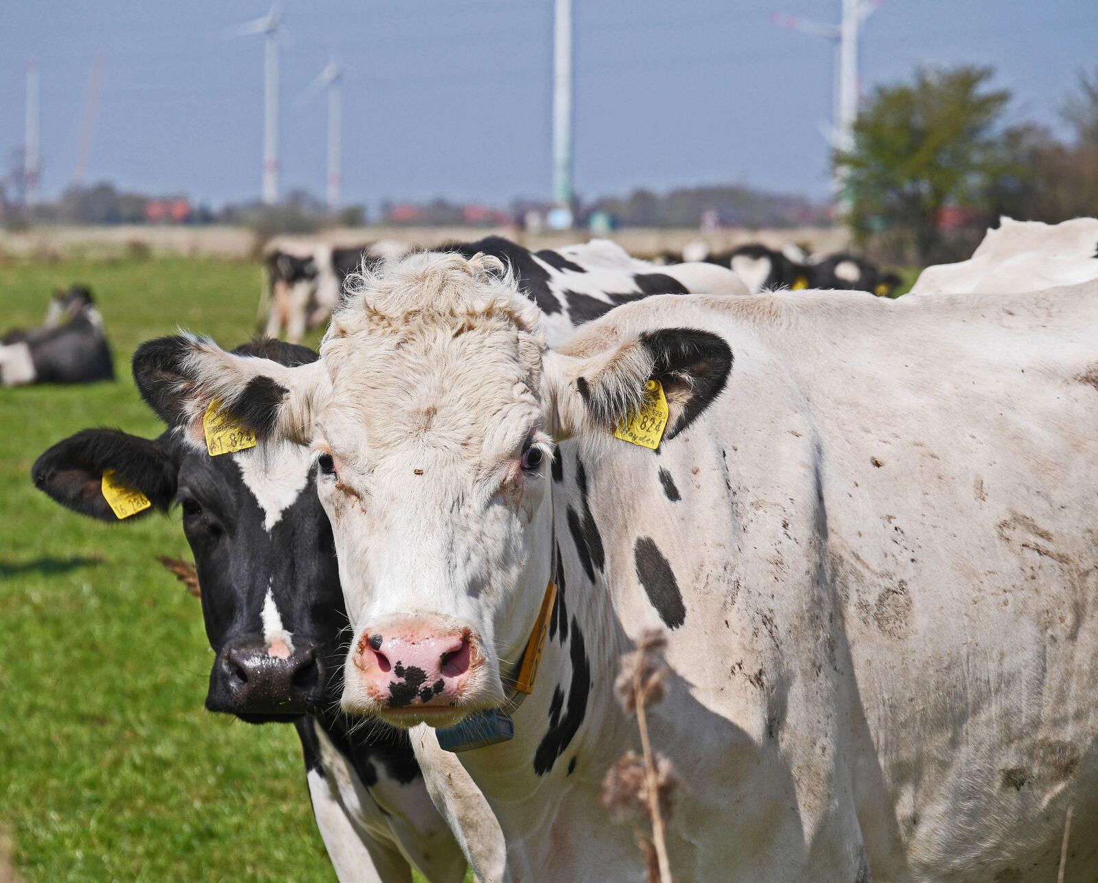 Panasonic Lumix DMC-GH3 sample photo. Cows, schwarzbunt, pasture photography