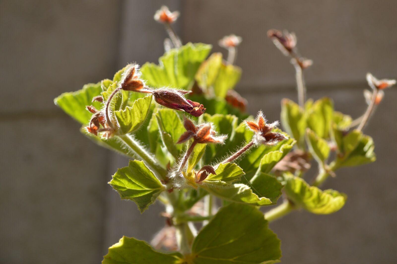 Nikon D3200 sample photo. Flowers, light, beauty photography