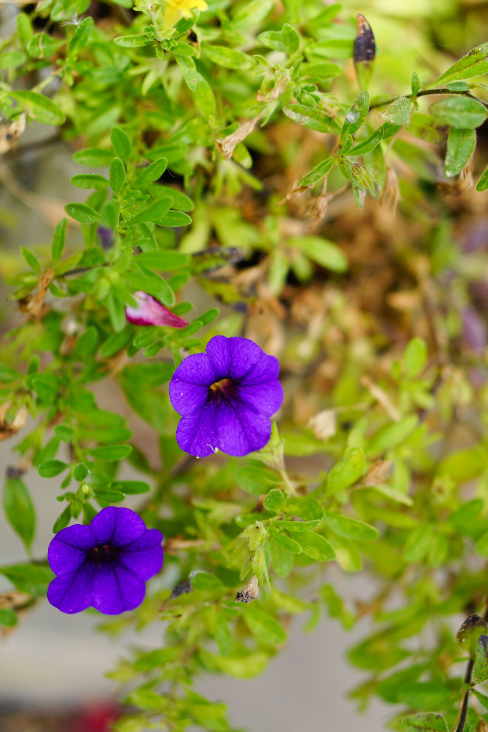 E 50mm F1.8 OSS sample photo. Purple flower, flower, leaves photography