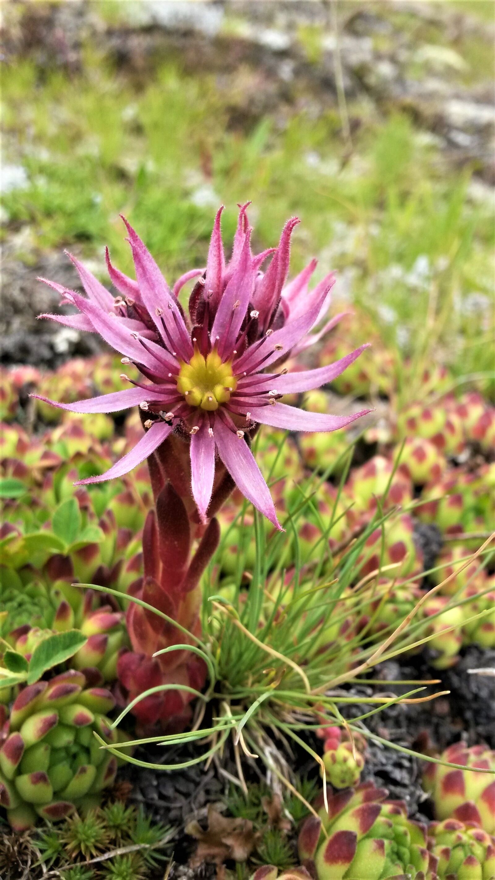 Samsung Galaxy S4 Mini sample photo. Flower, mountains, nature photography