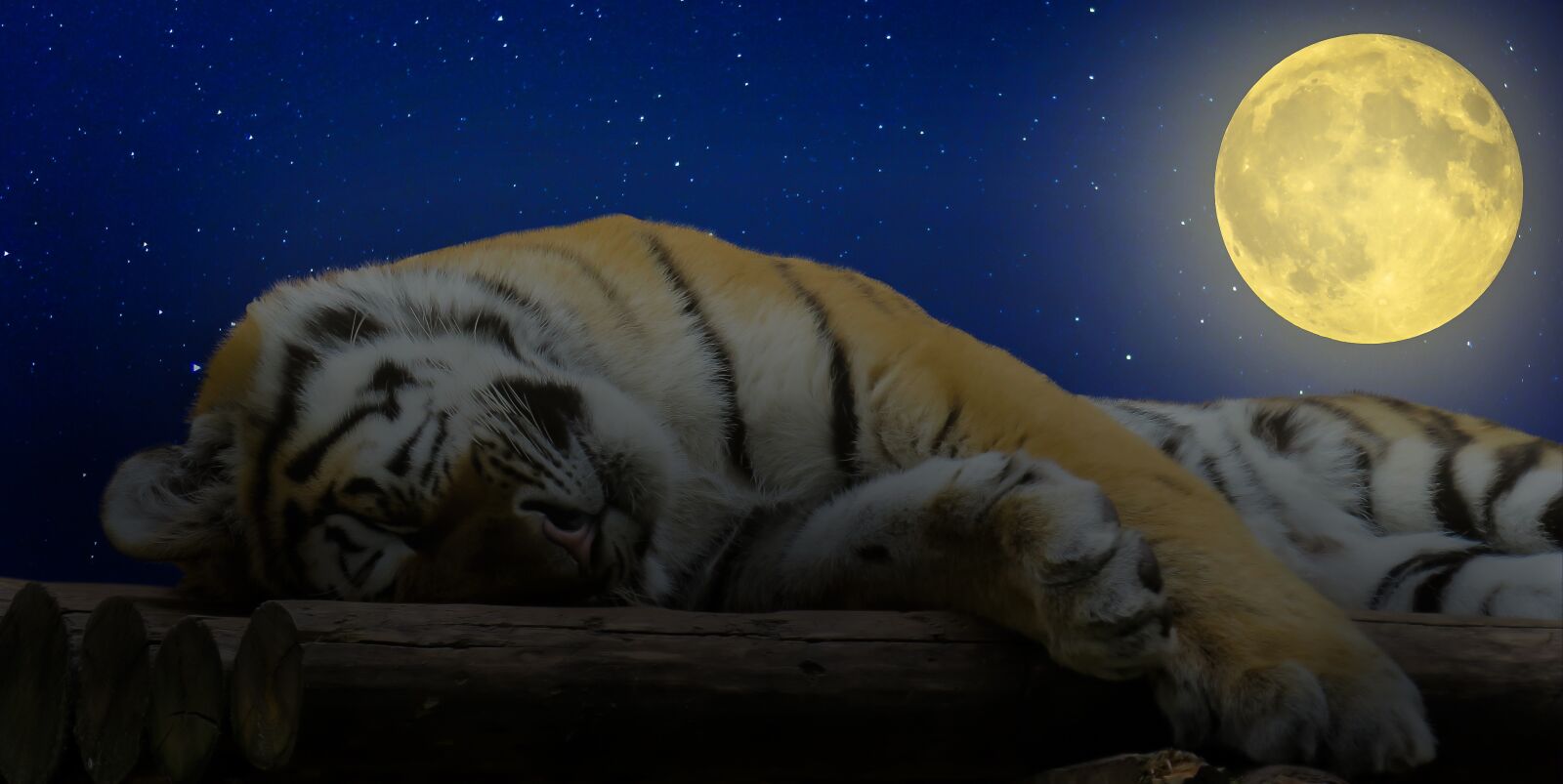 Canon PowerShot SX50 HS sample photo. Tiger, sleep, good night photography