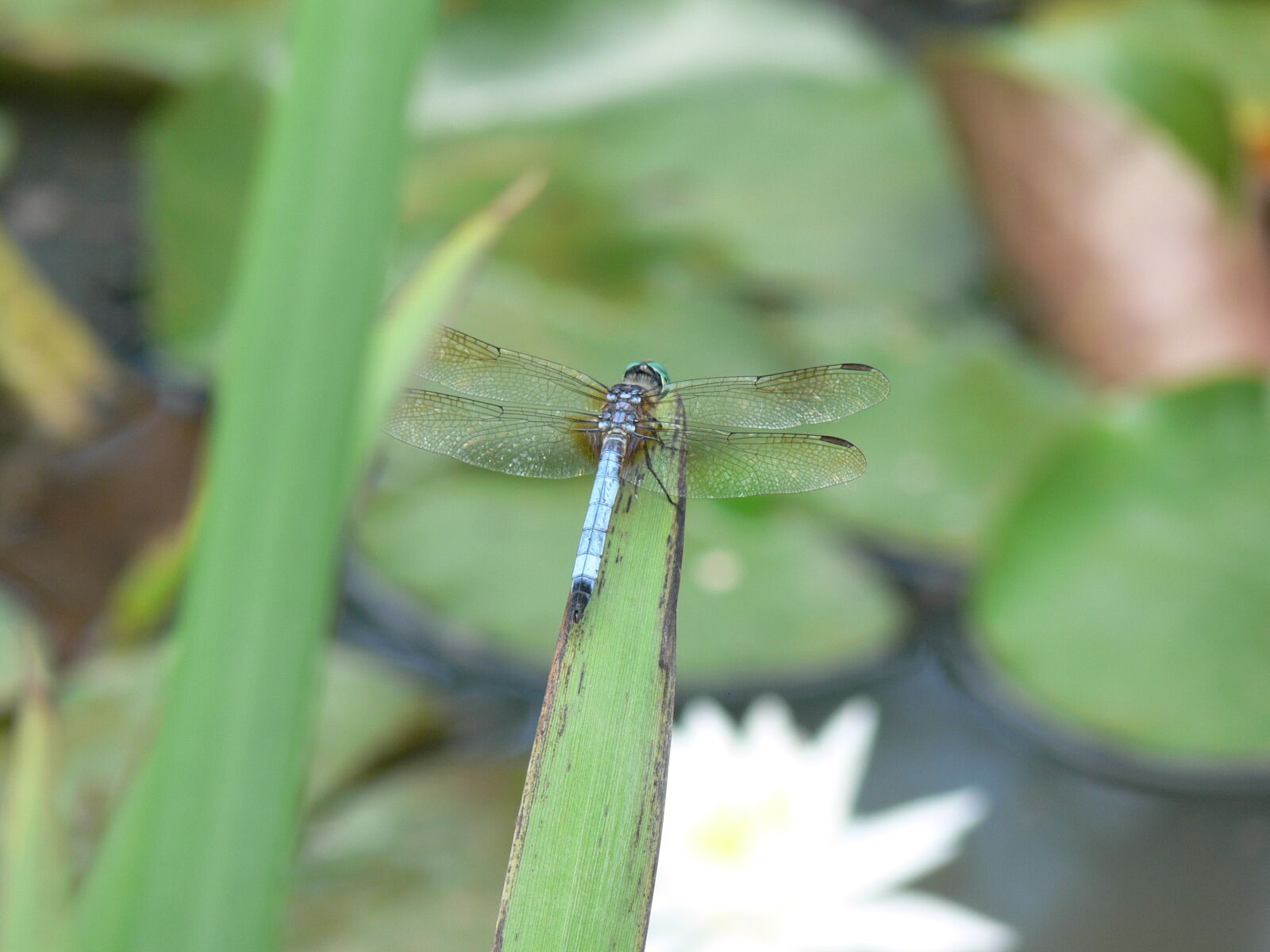 Panasonic DMC-FZ30 sample photo. Macro, dragonfly, insect photography