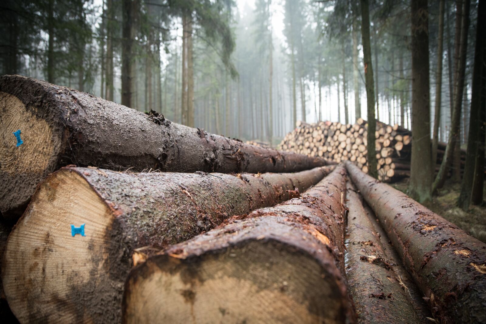 Nikon D750 sample photo. Wood, forest, log photography