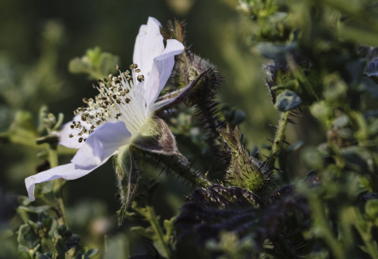Nikon D3200 sample photo. Flower, wildflower, wild photography