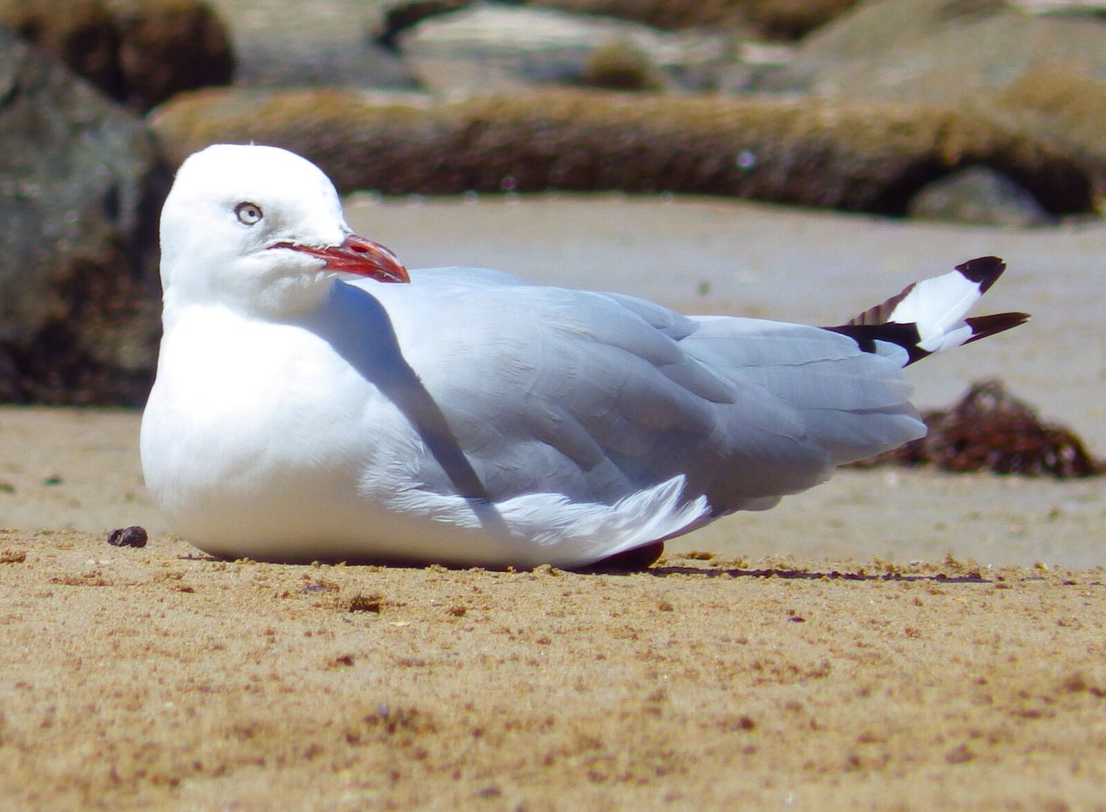 Pentax X-5 sample photo. Bird, sea, flying photography