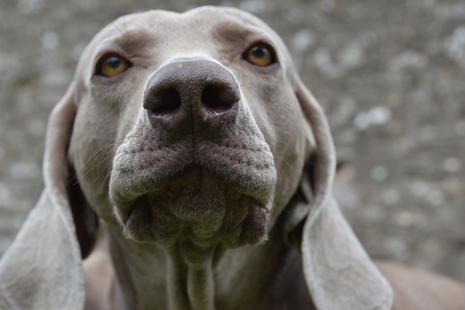 Nikon D5600 sample photo. Dog, weimaraner, snout photography