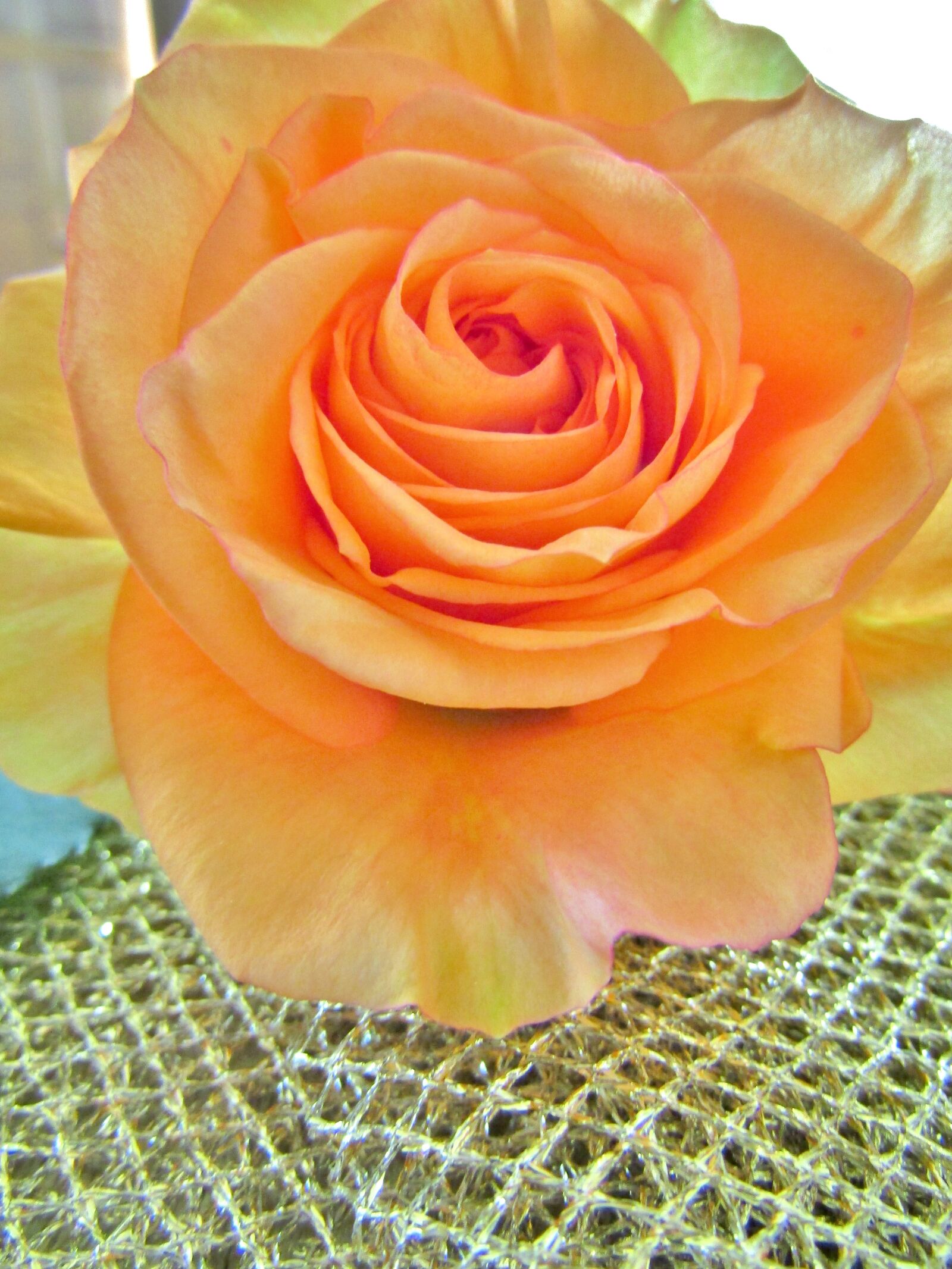 Canon POWERSHOT SX432 IS sample photo. Rose, orange, salmon color photography