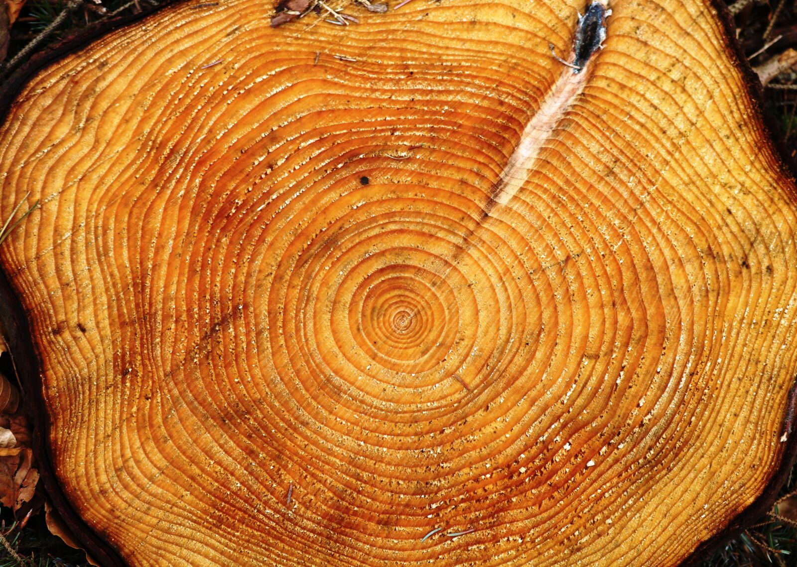 Canon EOS 750D (EOS Rebel T6i / EOS Kiss X8i) sample photo. Tree, ring, age photography