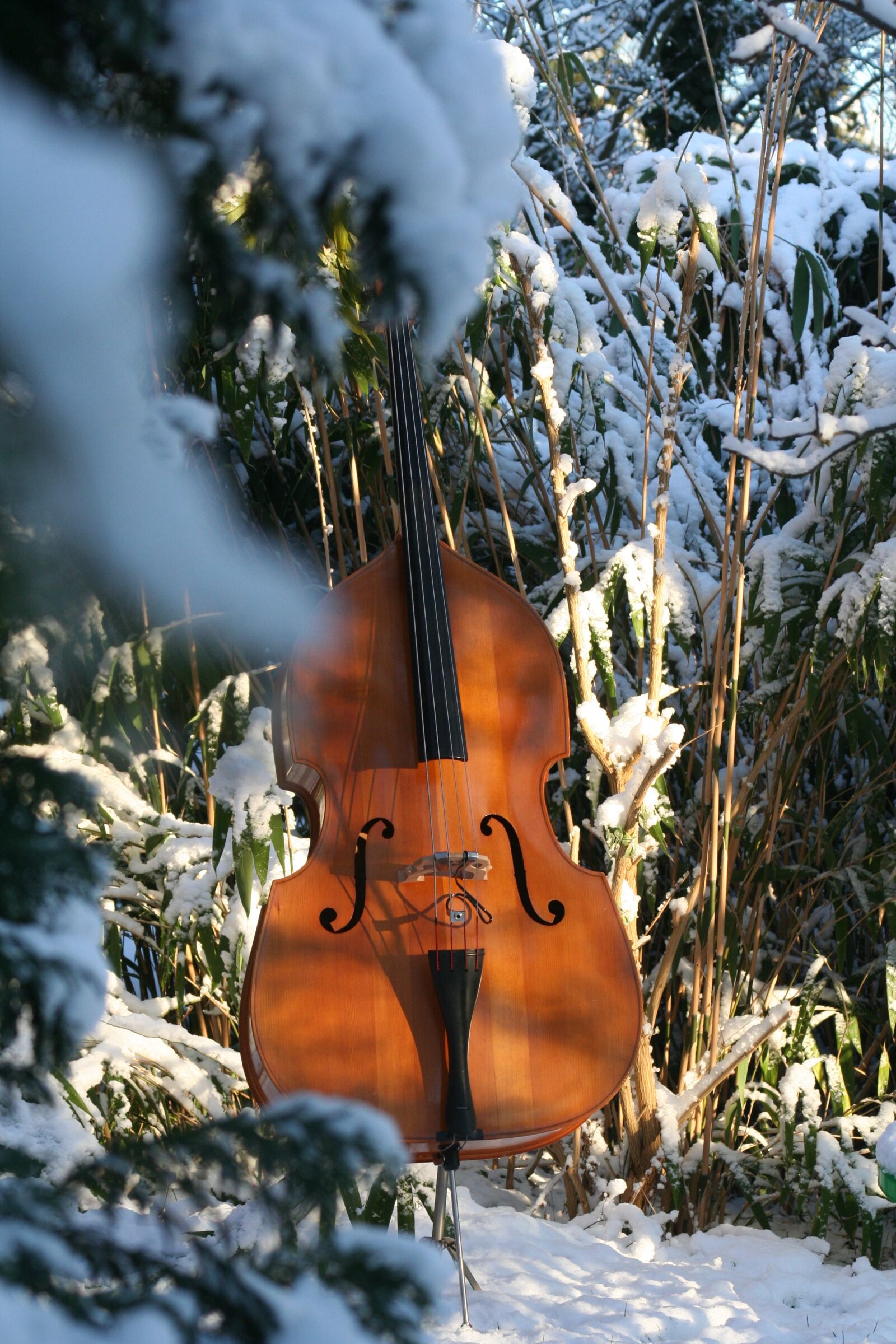 Canon EOS 350D (EOS Digital Rebel XT / EOS Kiss Digital N) sample photo. Double bass, snow, music photography