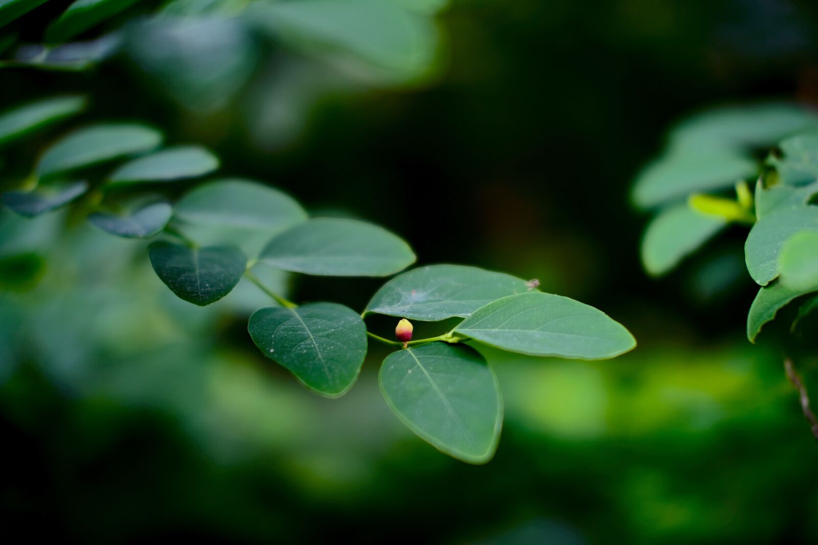 Fujifilm X-T30 sample photo. Green of nature, the photography