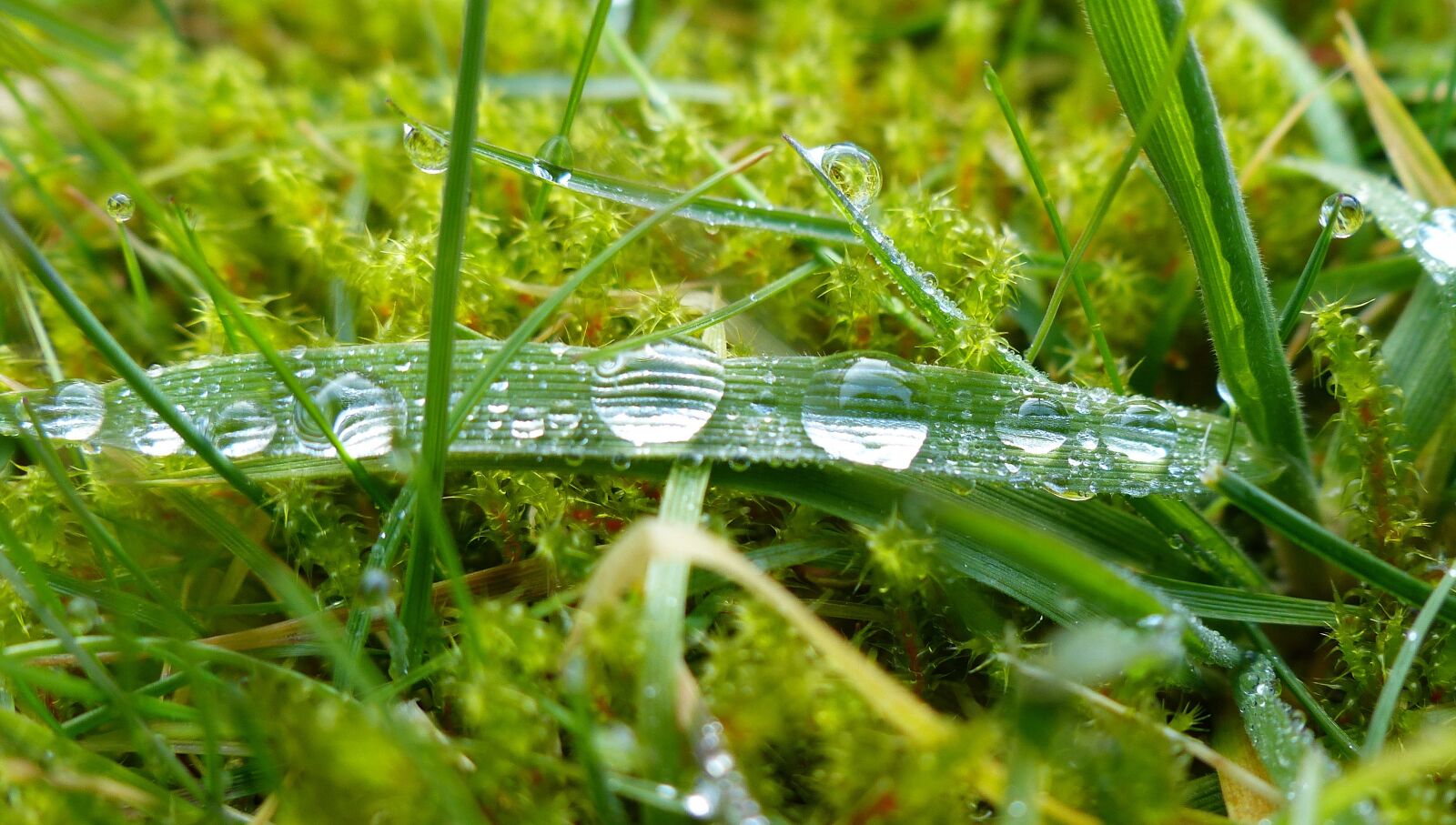 Panasonic Lumix DMC-FZ200 sample photo. Dewdrop, morgentau, close up photography