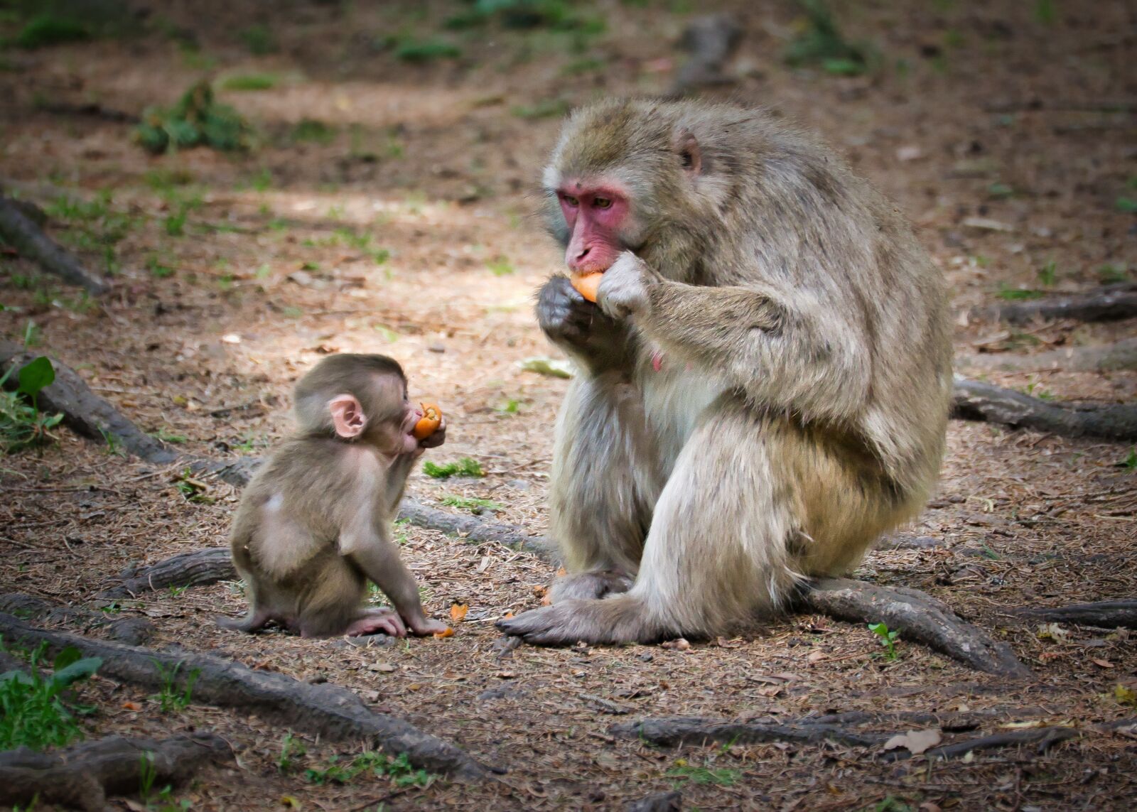 Nikon D5300 sample photo. Macaque, ape, nature photography