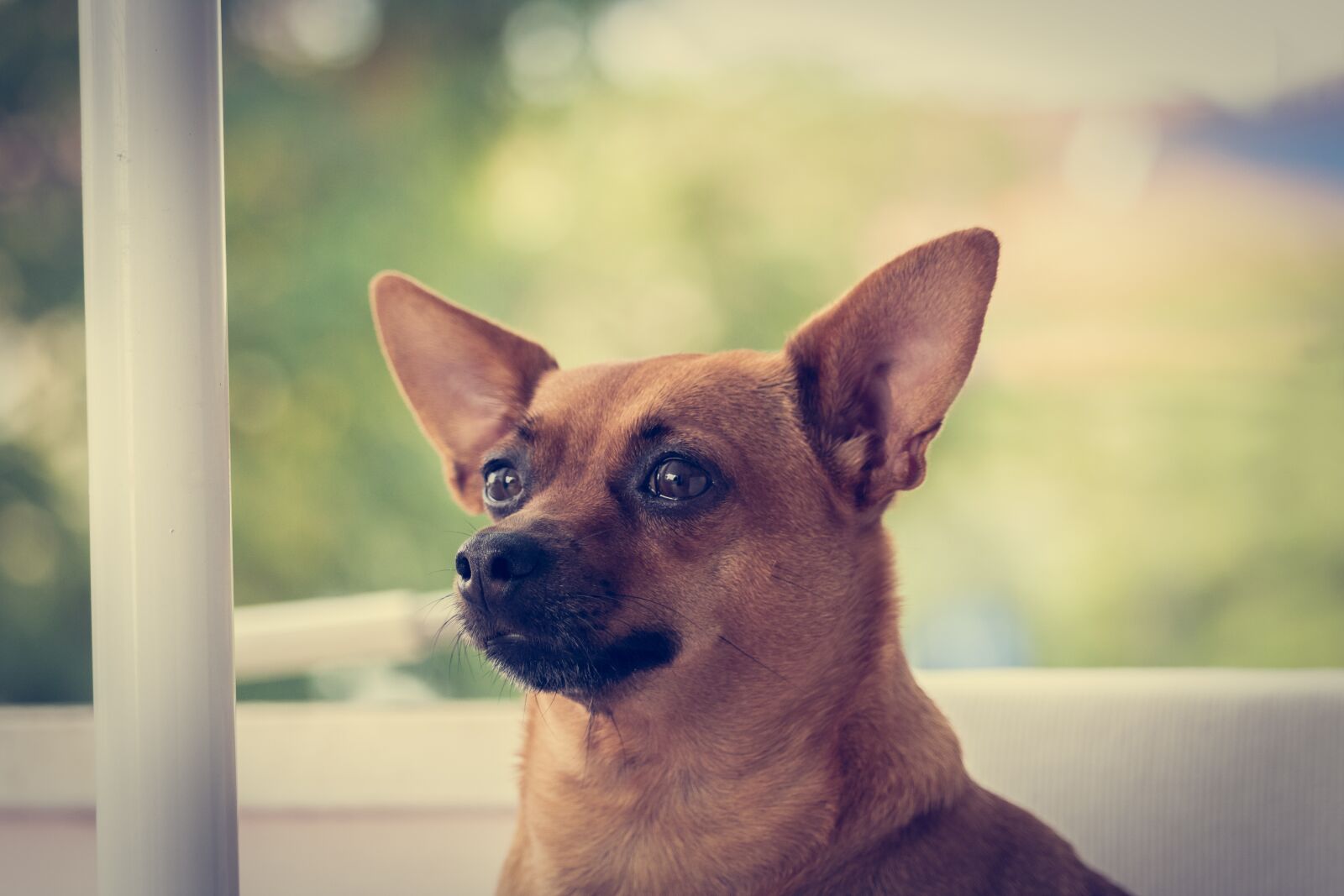 Canon EF-S 55-250mm F4-5.6 IS STM sample photo. Dog, puppy, pincher photography