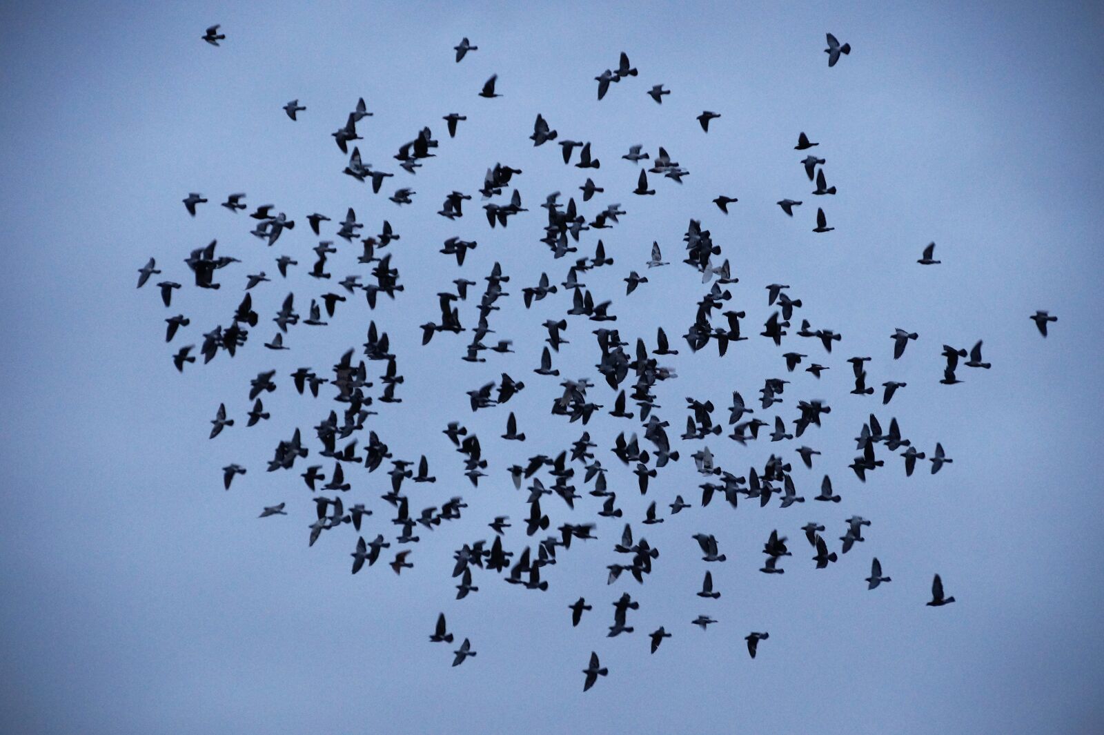 Sony SLT-A58 sample photo. Birds, covey, a bevy photography