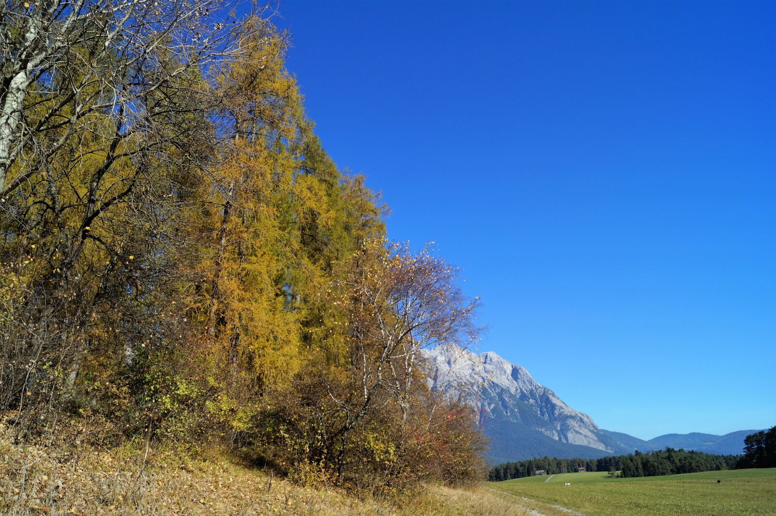 Sony DT 18-55mm F3.5-5.6 SAM II sample photo. Autumn, blue sky, tree photography