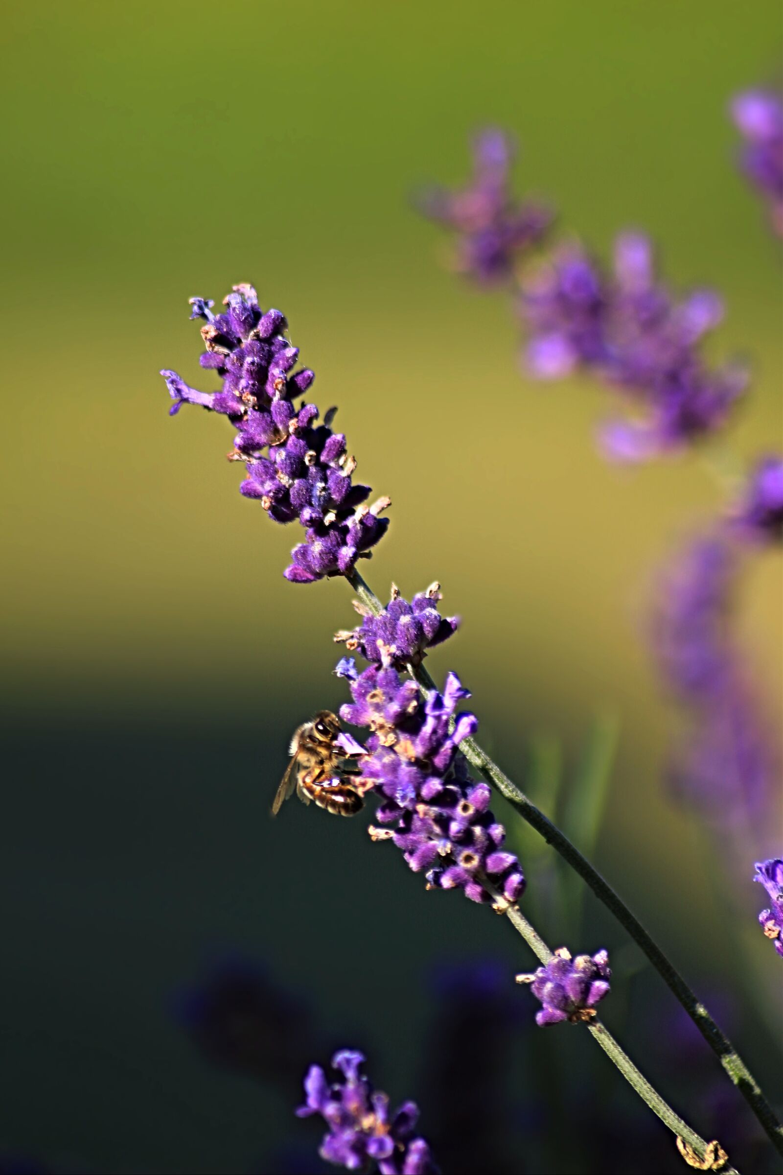 Canon EOS 700D (EOS Rebel T5i / EOS Kiss X7i) sample photo. Bourdon, lavender, garden photography