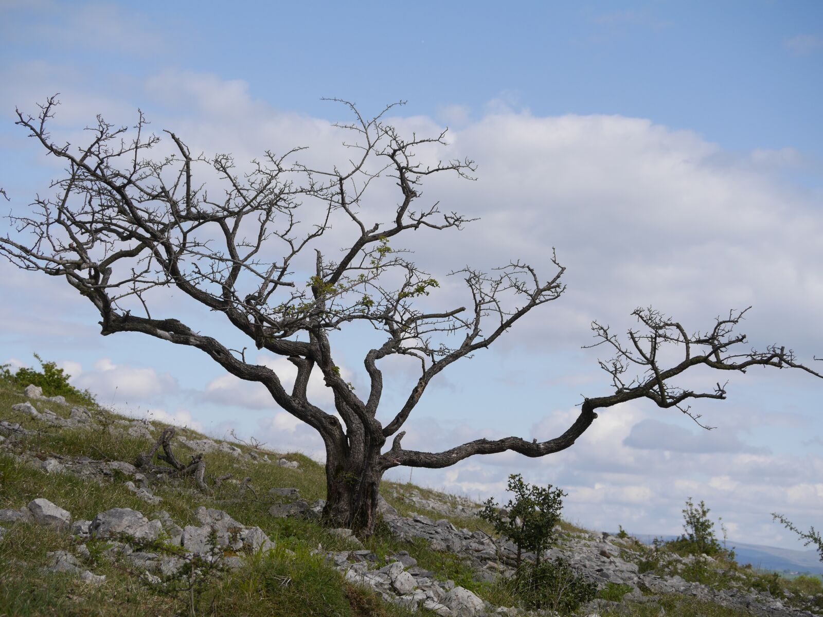 Panasonic Lumix DMC-GH3 sample photo. Tree, landscape, nature photography