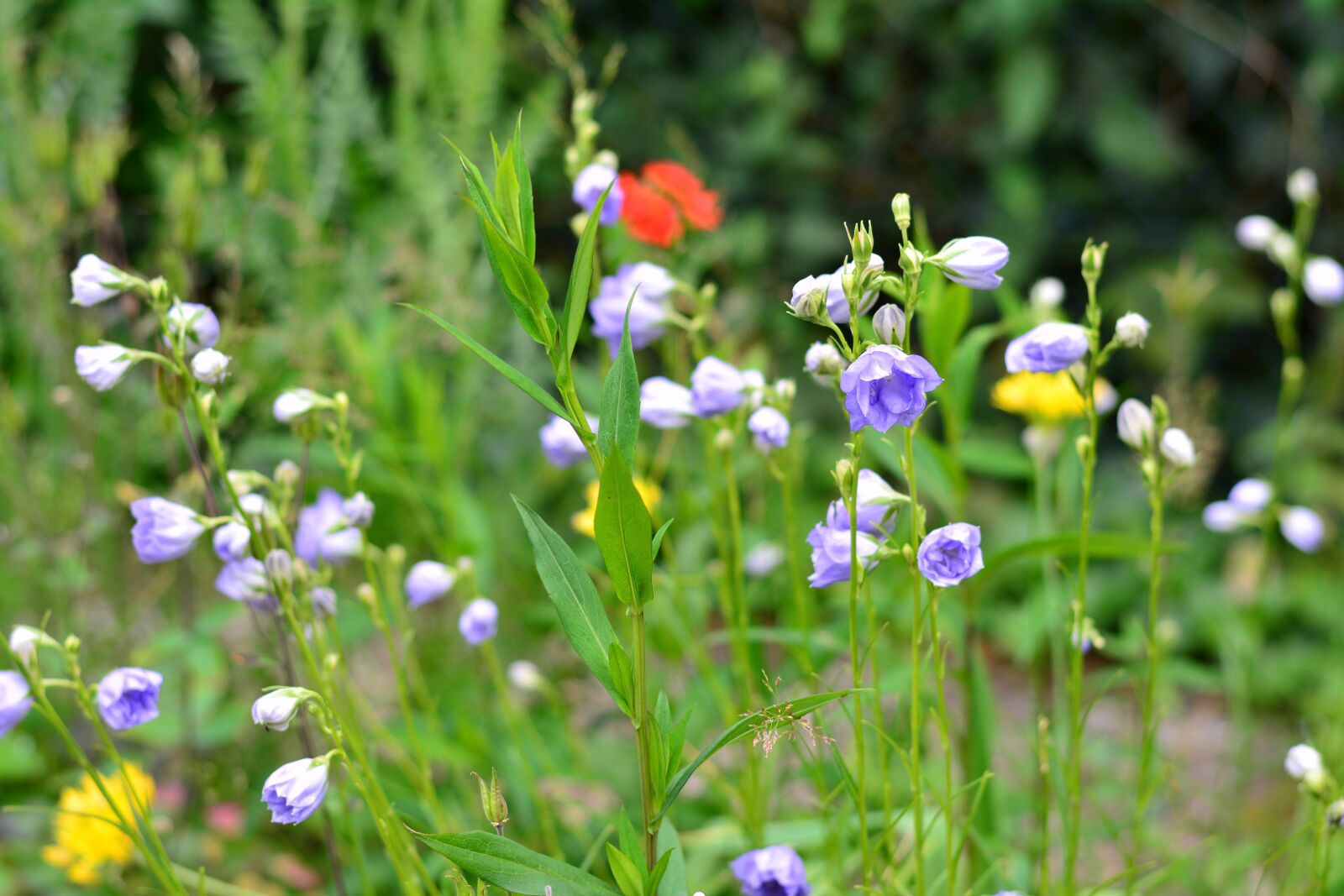 Nikon D5200 sample photo. Flower meadow, wild flowers photography