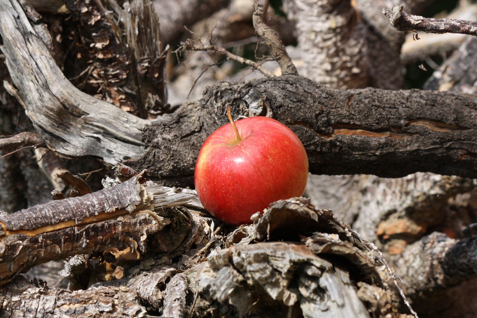 Canon EOS 1000D (EOS Digital Rebel XS / EOS Kiss F) sample photo. Apple, apple tree, root photography