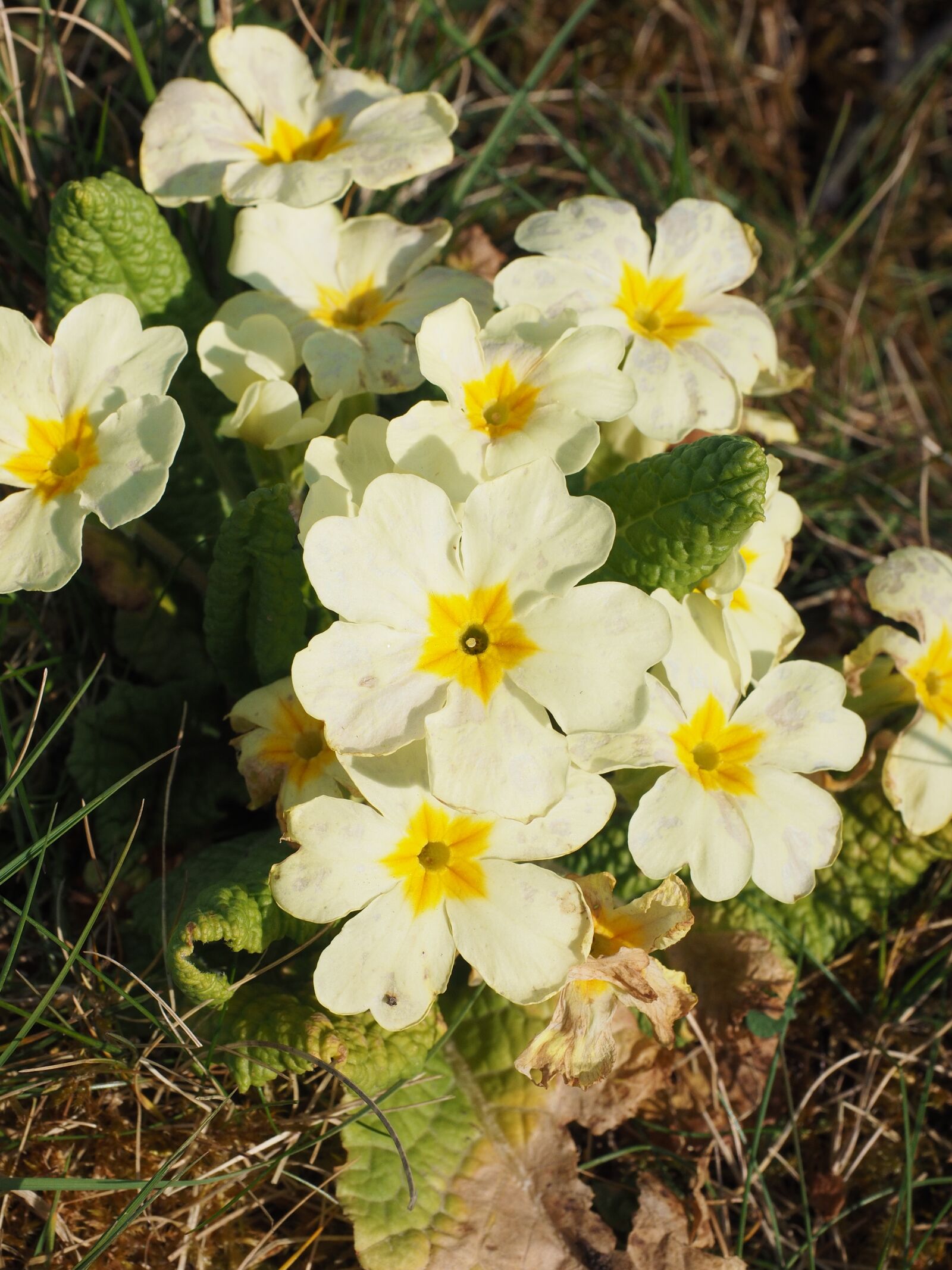 Olympus OM-D E-M1 + Olympus M.Zuiko Digital ED 12-40mm F2.8 Pro sample photo. Primrose, flower, blossom photography