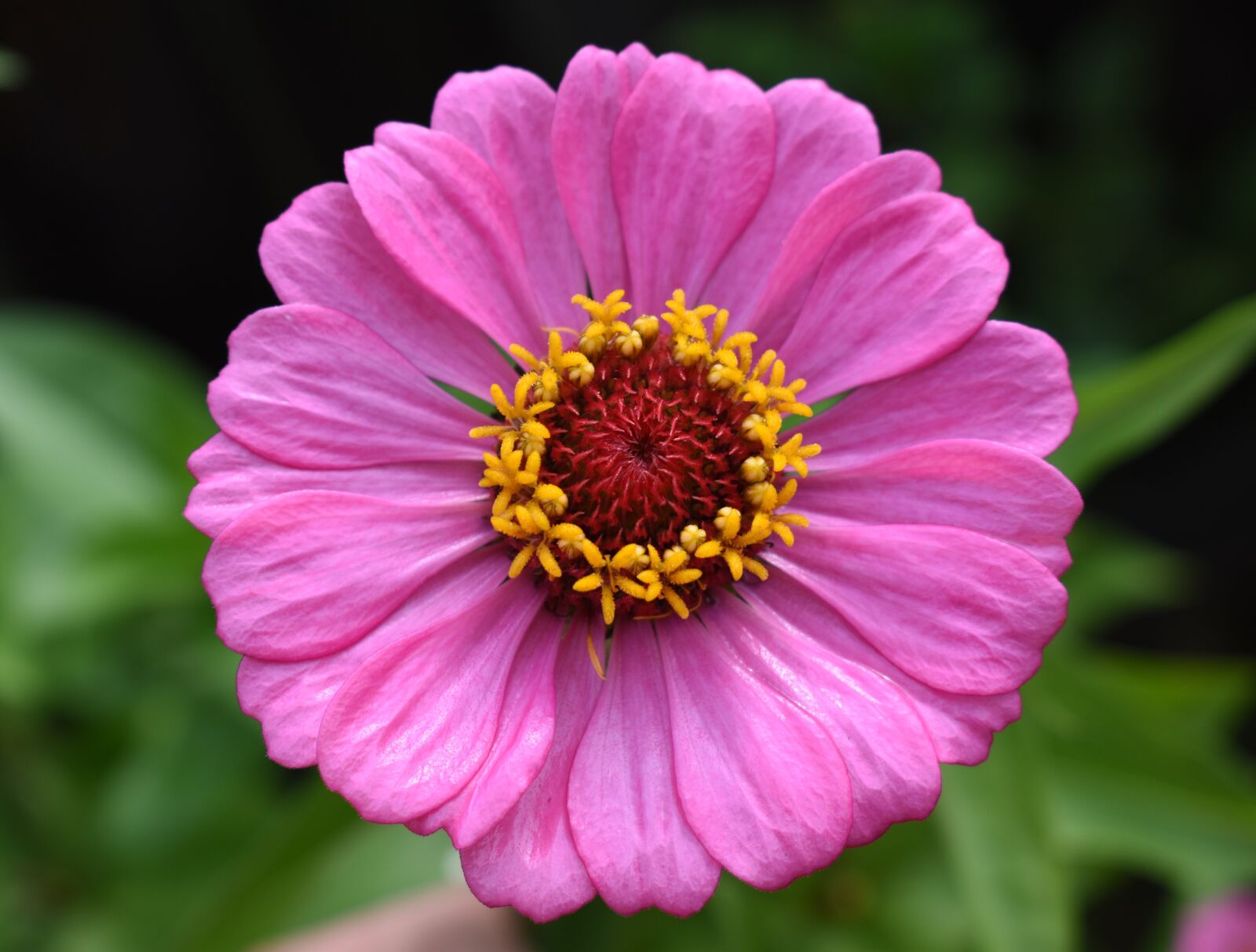 Nikon D5500 sample photo. Zinnia, pink, flower photography