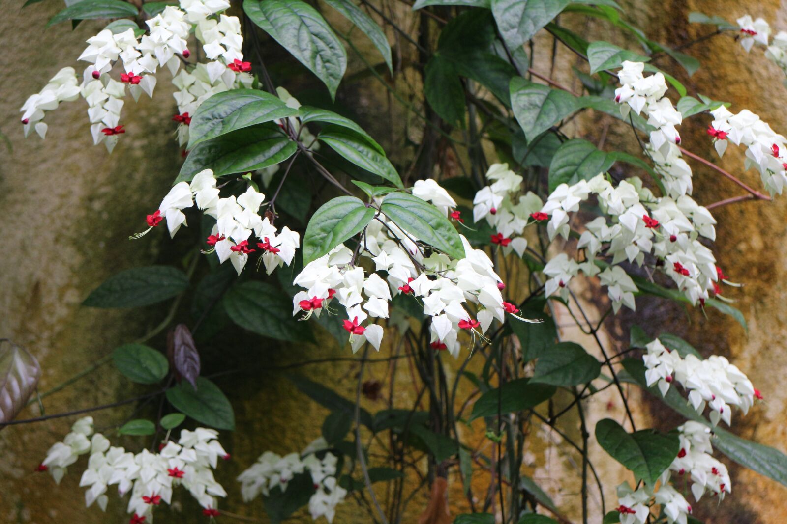 Canon EOS M sample photo. Plant, nature, flowers photography