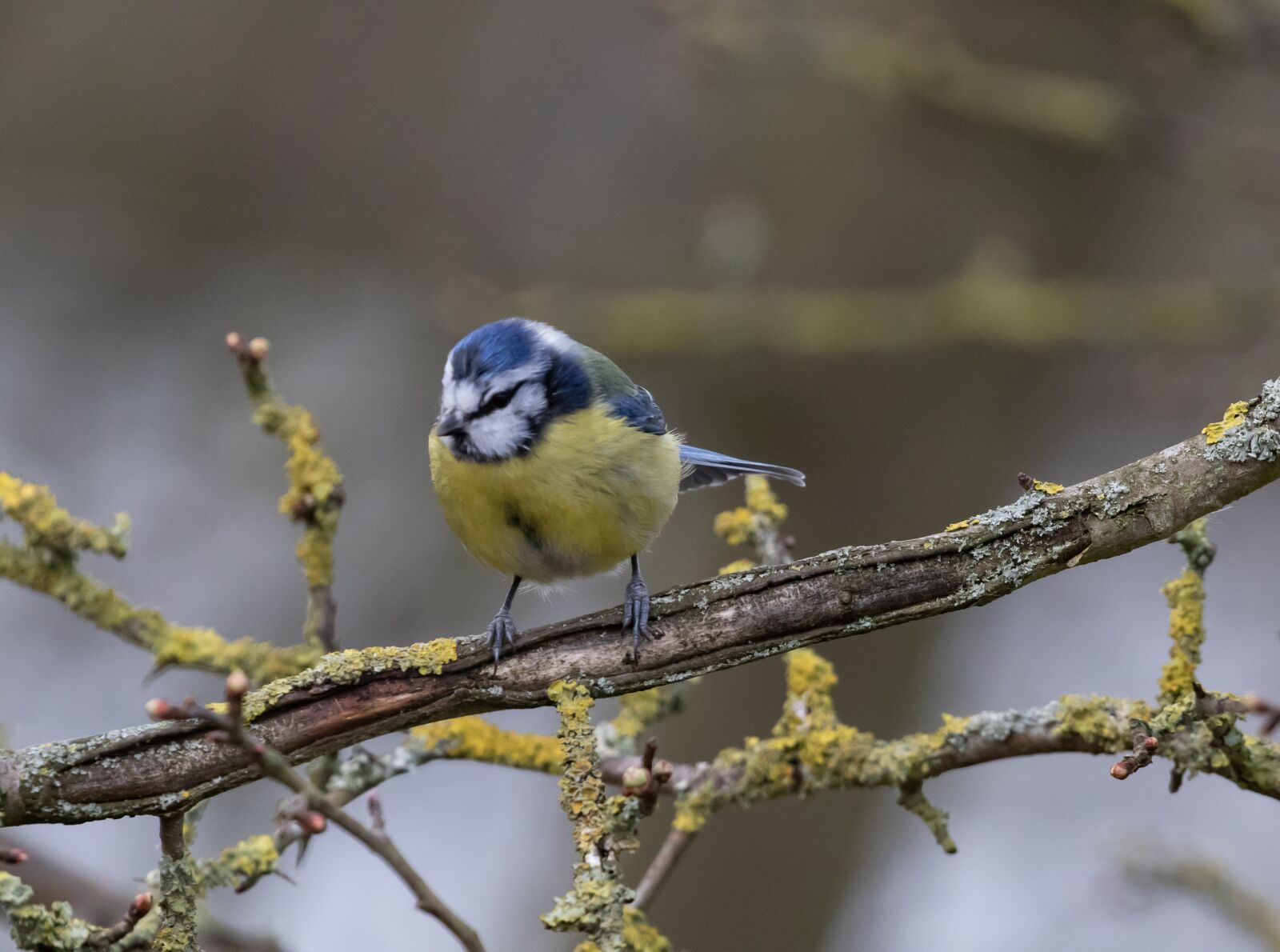 Canon EOS 7D Mark II + Canon EF 100-400mm F4.5-5.6L IS II USM sample photo. Blue tit, tit, small photography