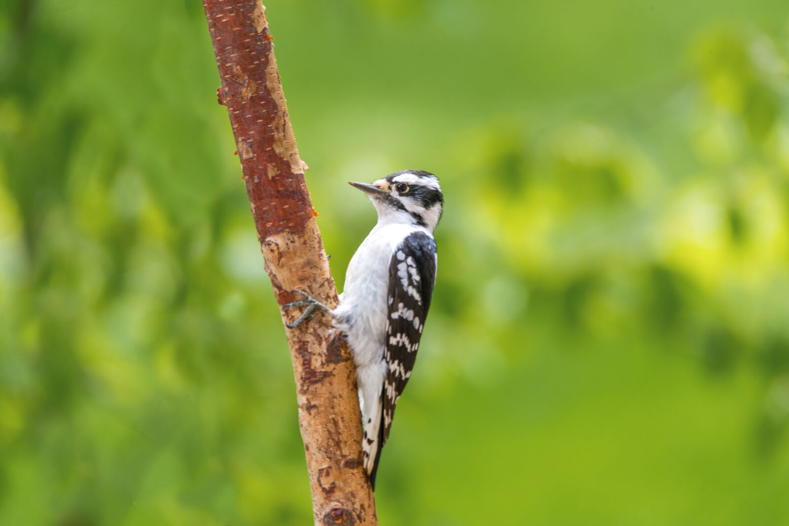 Nikon D800 sample photo. Woodpecker, birds, nat photography