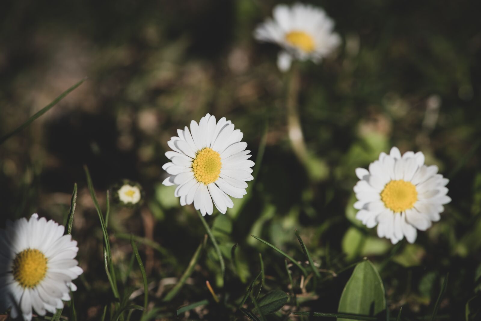 Nikon D750 sample photo. Daisy, flowers, white photography