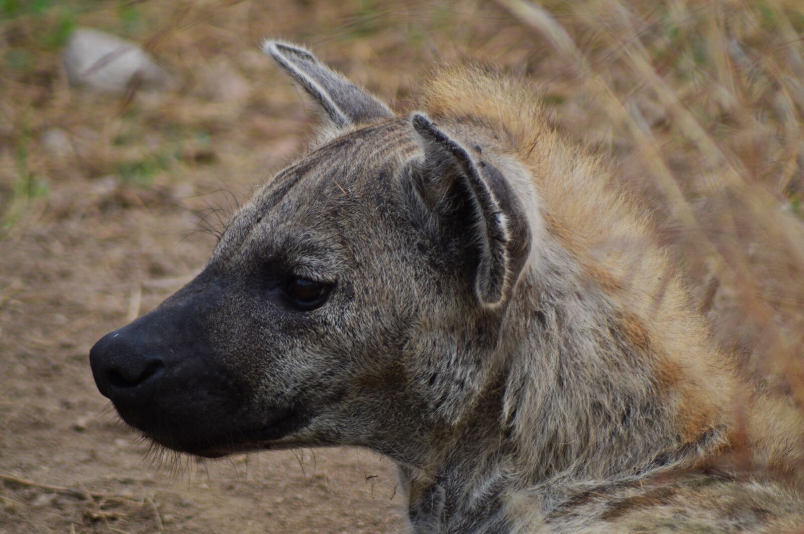 Nikon D3200 sample photo. Hyena, africa, wildlife photography