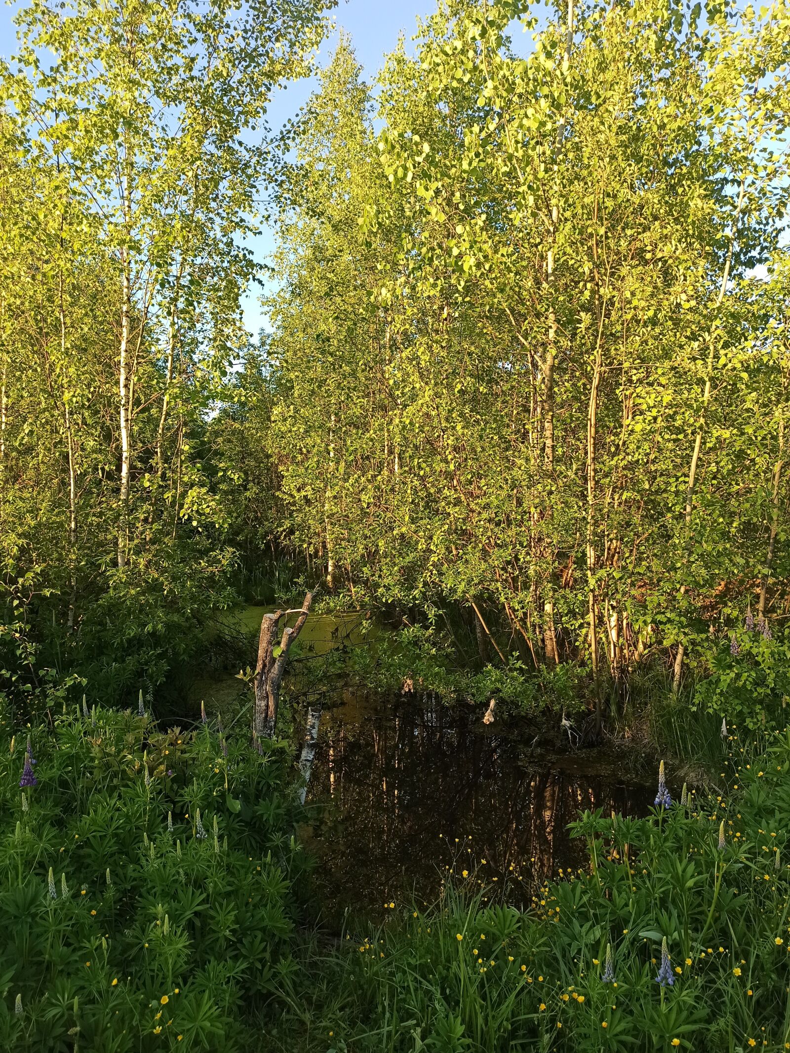 Xiaomi Redmi Note 8 Pro sample photo. Nature, forest, reflection photography