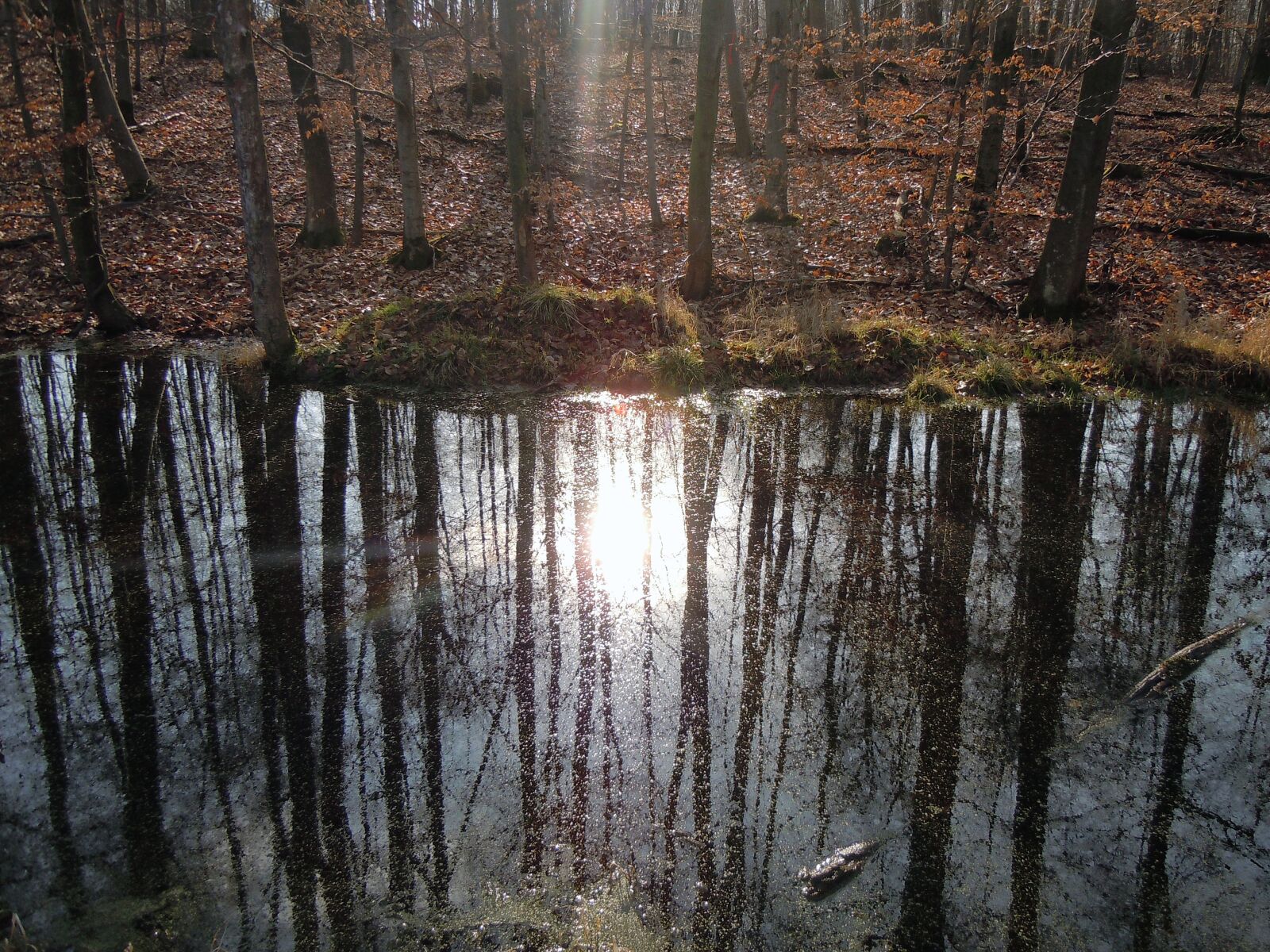 Nikon Coolpix S8000 sample photo. "Forest, mirroring, backlighting" photography
