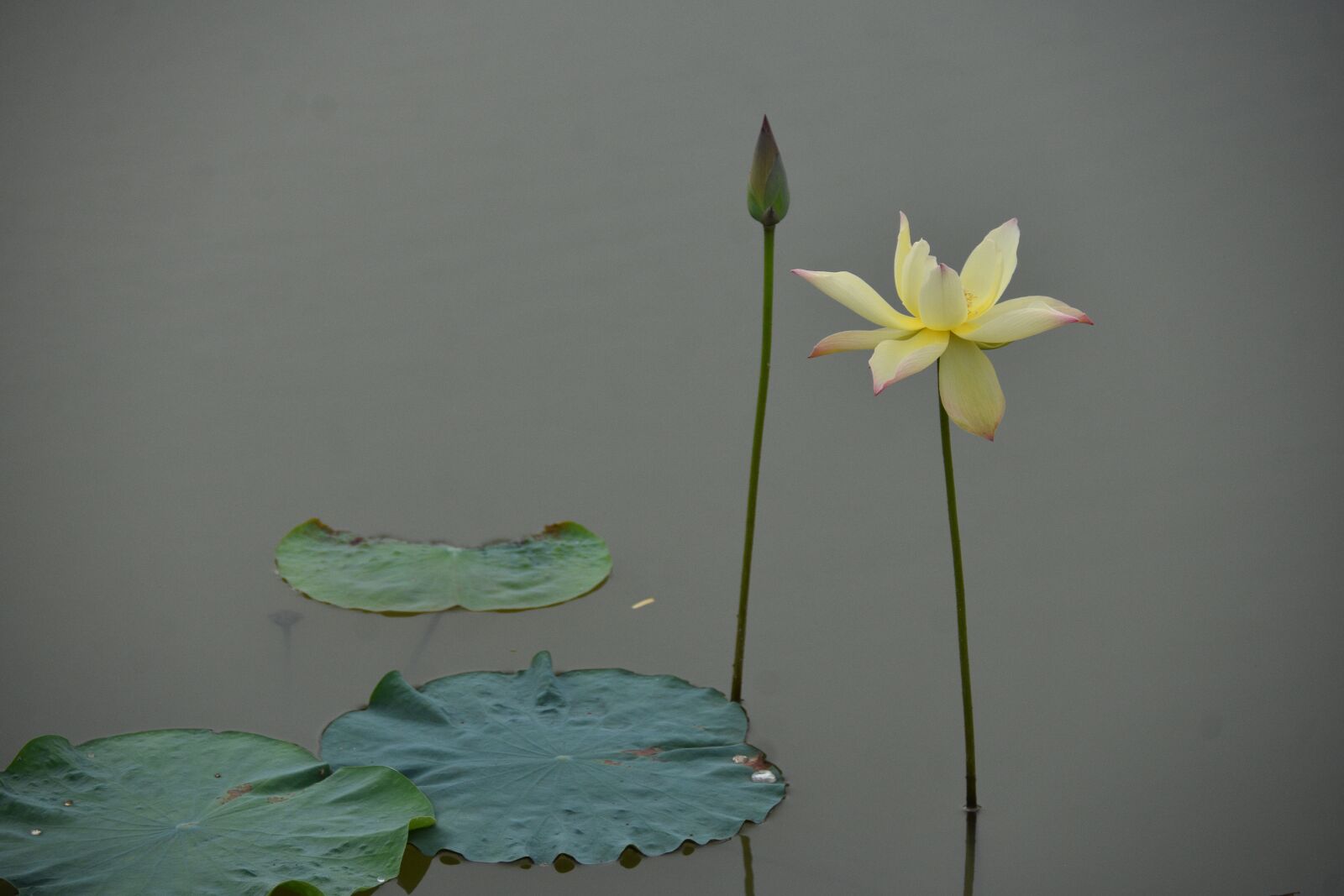 Nikon D7200 sample photo. Flower, bud, petals photography